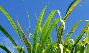 As VW pledges more electric cars, it supports biofuels as alternative