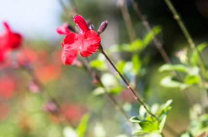 Flower developed by Toyota to offset emissions from its Prius facility