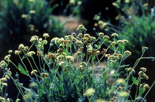 Guayule plant [Image: U.S. Department of Agriculture via Flickr]
