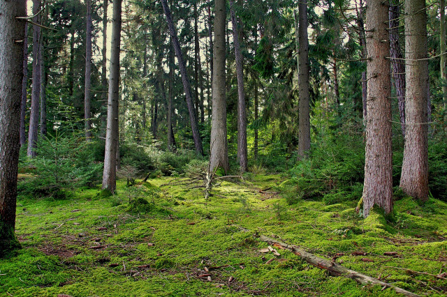 Forest