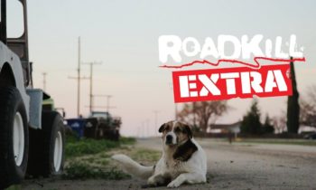 A Tribute to Big Joe the Shop Dog – Roadkill Extra