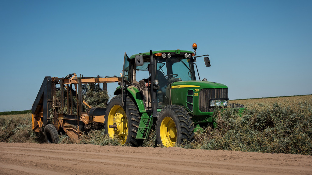 Harvesting guayule plants for use in Bridgestone tires