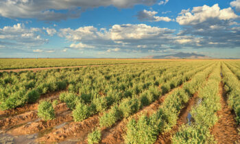 Bridgestone aims to make natural-rubber tires from a sustainable American southwest crop